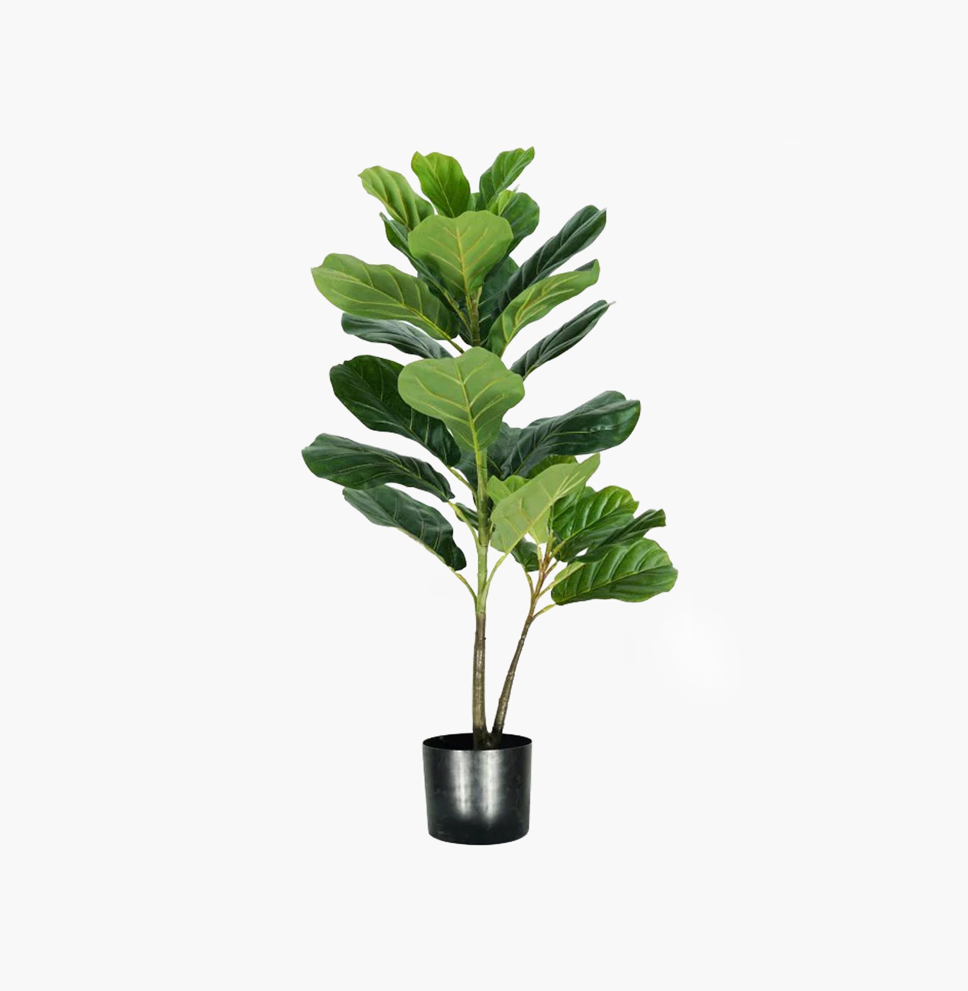 Planta artificial Pandurata
