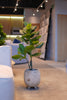Planta artificial Pandurata