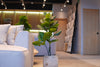 Planta artificial Pandurata